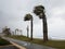 Strong wind blows from the sea and bends palms on the coast