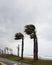 Strong wind blows from the sea and bends palms on the coast