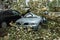 A strong wind broke a tree that fell on a car parked nearby