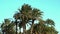 Strong wind shakes the leaves of palm trees. High green palm trees close-up. Blue sky on background