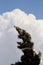 A strong wind warps the crown of a tree in the presence of a large cloud, cumulonimbus