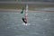 Strong wind windsurfing in Tamaki river