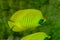 Strong yellow coral fish Bluecheek butterflyfish with thin slate blue vertical lines on the sides and a slate blue cheek patch