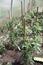 Strong young tomato seedlings grow in a greenhouse, tied to supports