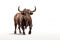 Strongest dark brown bull with muscles and long horns portrait looking at camera isolated on clear png background, Animals Fighter