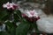 Strophanthus gratus flower