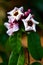Strophanthus gratus flowers