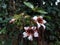 Strophanthus kombe flower