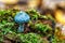 Stropharia aeruginosa, commonly known as the verdigris agaric, Blue mushroom.is a medium-sized green, slimy woodland mushroom,