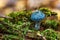 Stropharia aeruginosa, commonly known as the verdigris agaric, Blue mushroom.is a medium-sized green, slimy woodland mushroom,