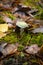 Stropharia aeruginosa. wild mushrooms in the organic forest