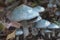 Stropharia caerulea mushrooms