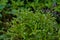 Strophiostoma sparsiflora or Myosotis sparsiflora