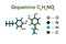 Structural chemical formula and molecular model of dopamine, also known as love and happiness hormone. It functions both