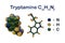 Structural chemical formula and molecular model of tryptamine, a monoamine alkaloid, structurally similar to the amino