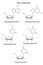 Structural chemical formulas of DNA nucleosides