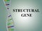 STRUCTURAL GENE concept