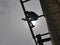 A structural steel worker working on a high rooftop for a house roof structure installation