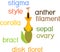 Structure of actinomorphic disk flower from inflorescence flower head or pseudanthium with titles