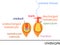 Structure and action of cnidocyte.