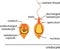 Structure and action of cnidocyte. Educational material for lesson of zoology