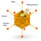 Structure of adenovirus. Vector diagram