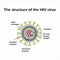 The structure of the AIDS virus. HIV. Vector illustration