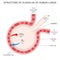 Structure of alveolus of human lungs on the white background