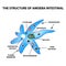 The structure of the amoeba is intestinal. Gastrointestinal Amebiasis. Infographics. Vector illustration on isolated background.