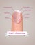 Structure and anatomy of human nail vector