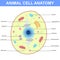 Structure of an animal cell