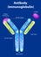 The structure of the antibody