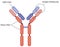 Structure of an antibody