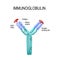 Structure of the Antibody molecule. IgE and Antigen.