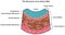 Structure of artery wall infographic diagram