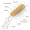 Structure of a bacterial cell