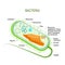 Structure of a bacterial cell. Anatomy of the prokaryote. unicellular organism