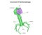 Structure of bacteriophage