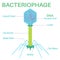 Structure Of The Bacteriophage. It is a virus.