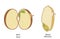 The structure of the bean seed in dicots and monocots