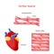 Structure of Cardiac muscle fibers. anatomy of cardiomyocyte