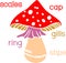Structure of cartoon fruiting body of fly agaric