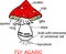 Structure of cartoon fruiting body of fly agaric Amanita muscaria mushroom