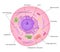 Structure of cell with signed particles