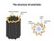 The structure of centrioles. Infographics. Vector illustration on isolated background