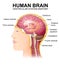 structure of the cerebrum, anatomical poster, the location of the brain in the head