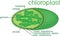 Structure of chloroplast with titles