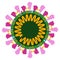 Structure of the Covid-19 coronavirus cell