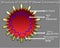 Structure of COVID 19 Novel Coronavirus, SARS COVID 2