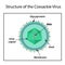 The structure of the Coxsackie virus.